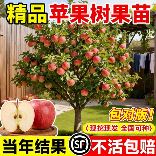 特级苹果树苗嫁接当年结果易养