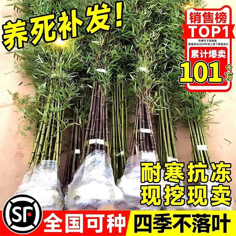 竹子苗庭院四季耐寒植物观赏大型竹子盆栽紫竹苗黄金竹罗汉竹绿植