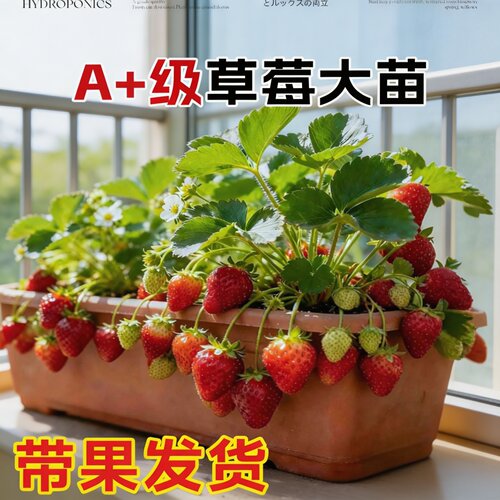 丹东99草莓苗盆栽脱毒大果四季
