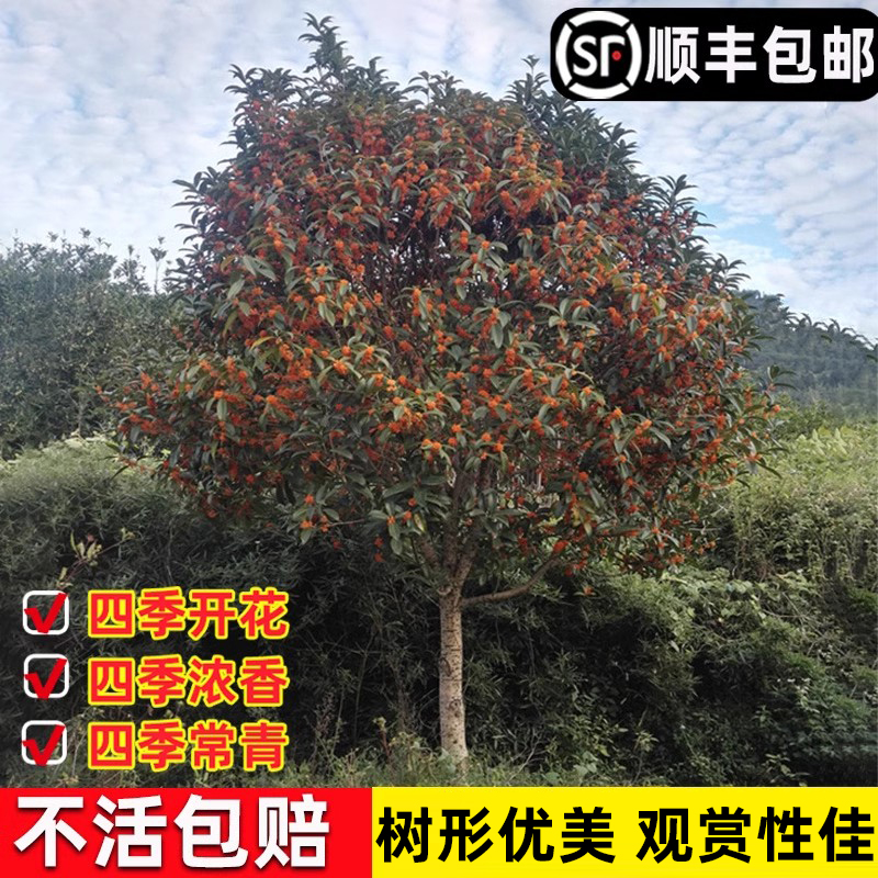 大型桂花树苗庭院原生金桂丹桂别墅地栽浓香型植物耐寒四季桂绿化