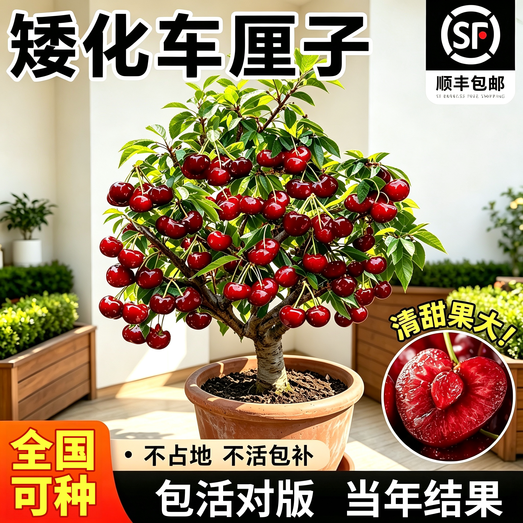 矮化嫁接车厘子果树苗南北可种图片