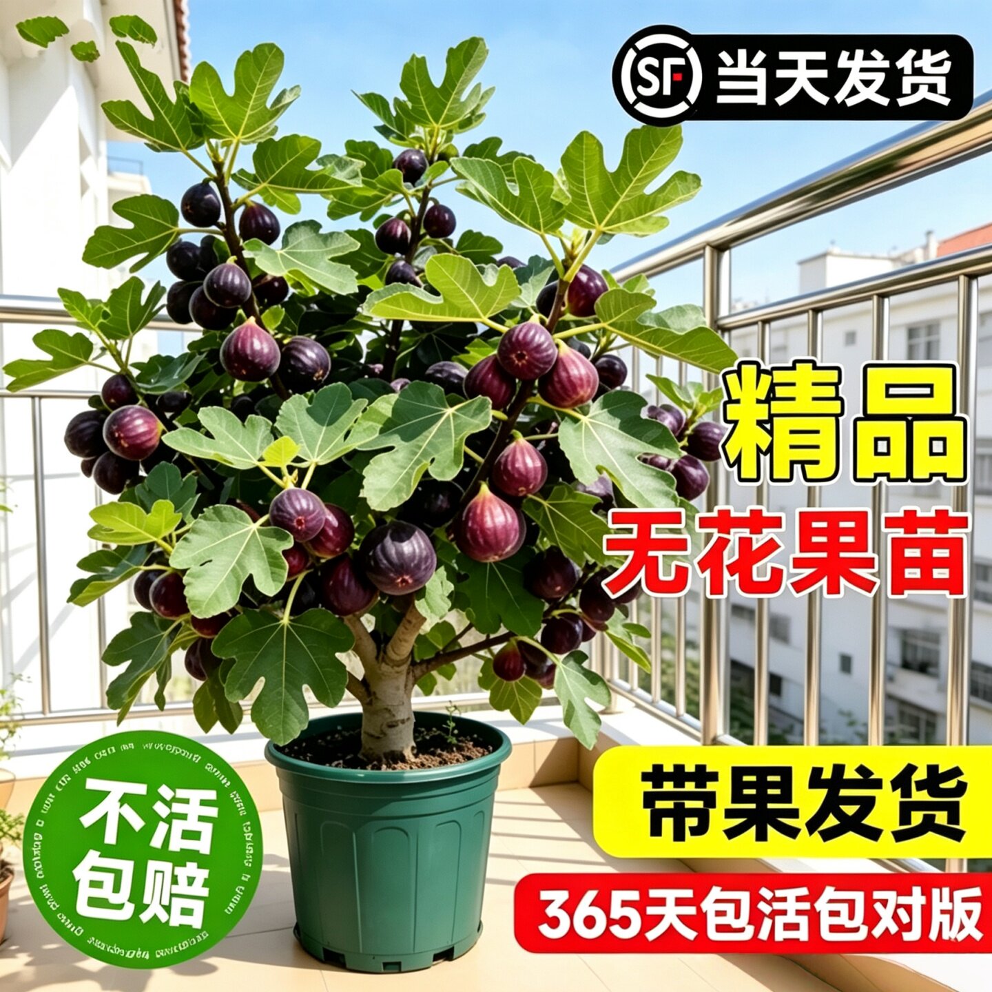 波姬红无花果树苗盆栽当年结果图片