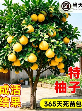 正宗嫁接柚子树苗南北方可种