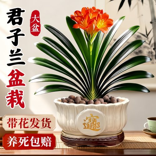 君子兰盆栽带苞好养净化空气
