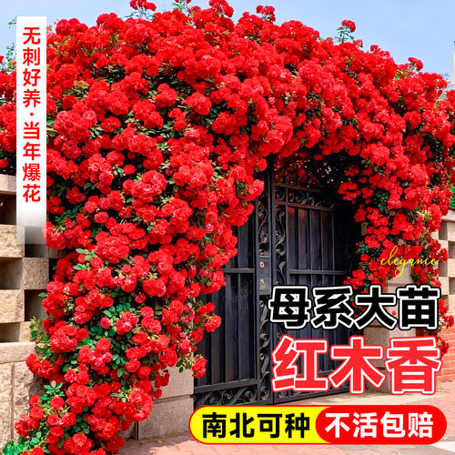 红木香花苗爬藤植物蔷薇四季开花大苗庭院阳台盆栽地栽耐寒好养活