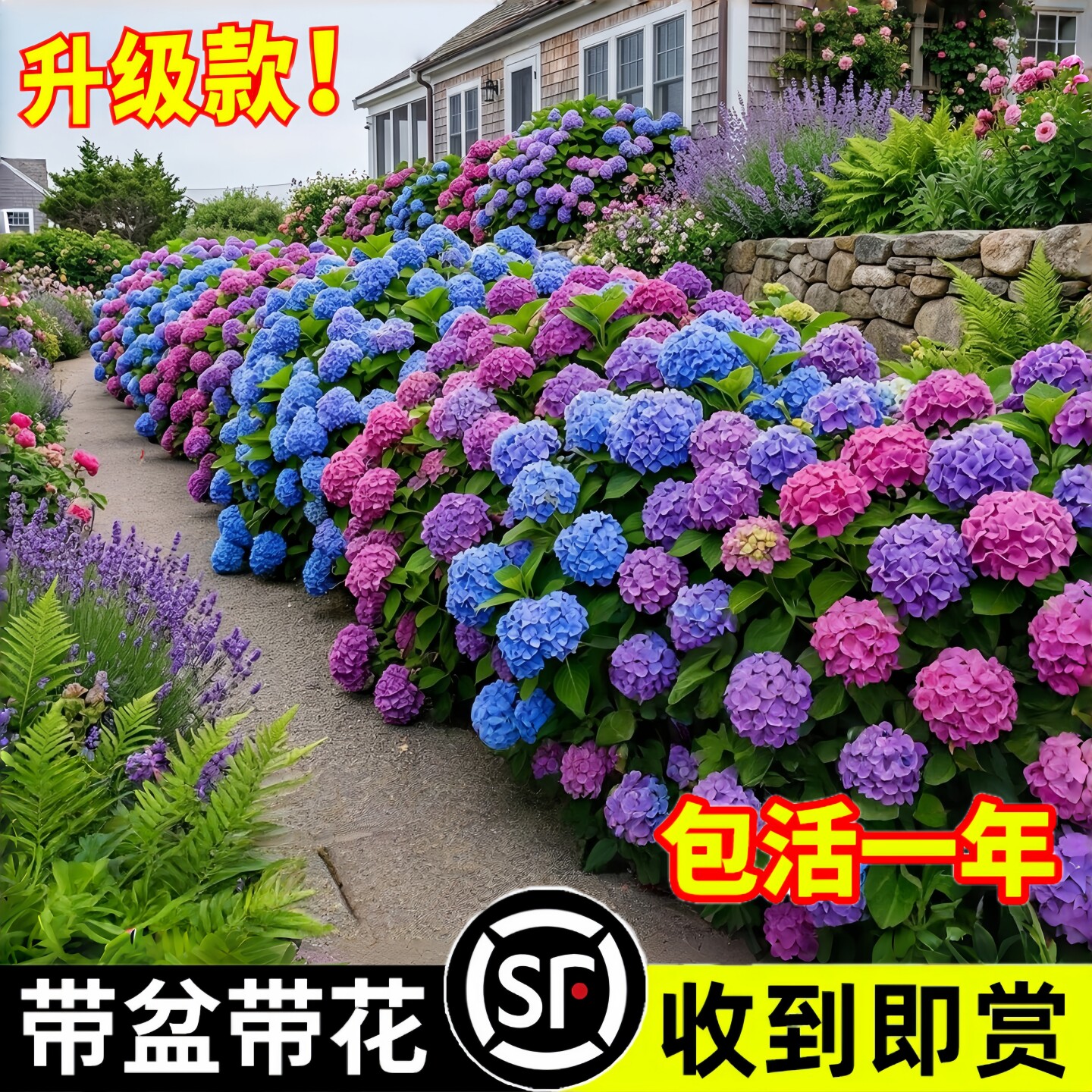 绣球花苗无尽夏盆栽带花特大花老桩室内阳台庭院四季花卉绿植植物