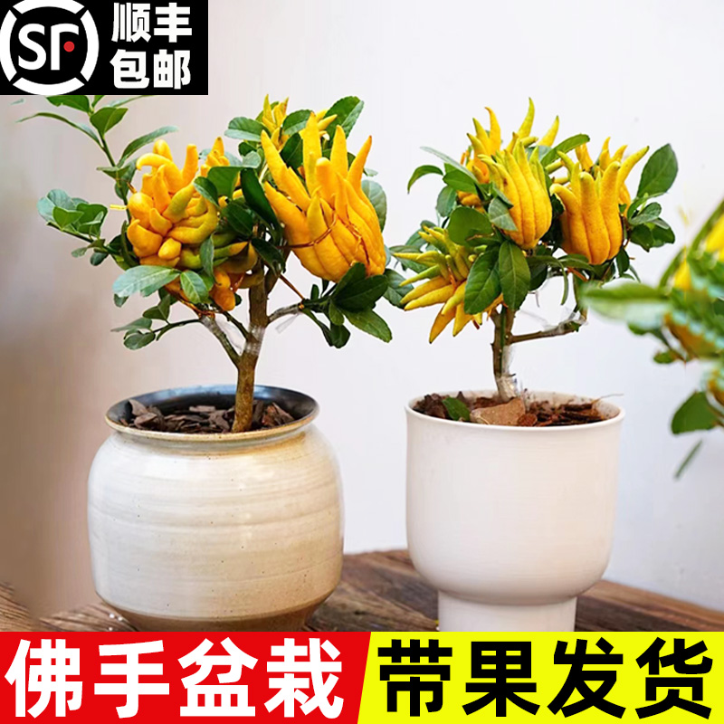 金佛手树水果树苗仰天室内盆栽