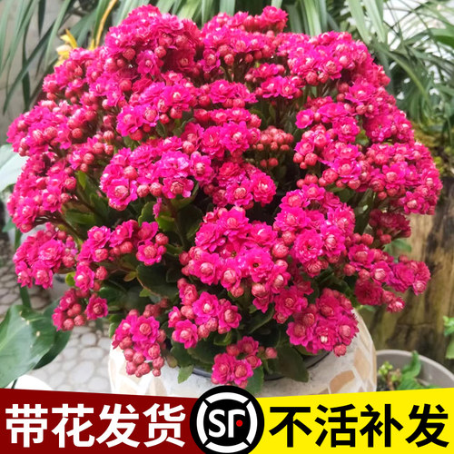 长寿花盆栽带花苞重瓣大花苗