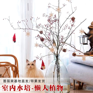 【顺丰直发】蔷薇果鲜花山归来鲜切枝水培鲜枝条中式日式插花水养