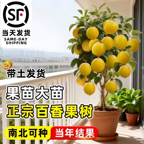 黄金9号百香果苗当年结果耐寒耐