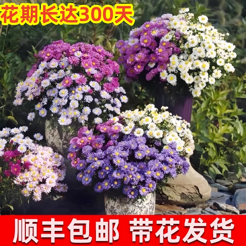 玛格丽特花苗盆栽鲜花绿植物室内花卉阳台庭院四季开花好养活蓝雪