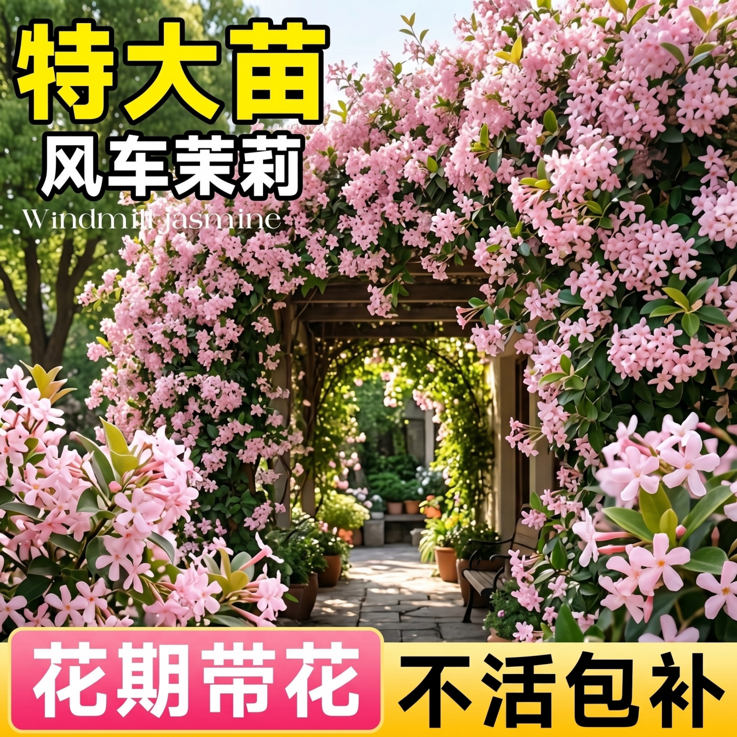 粉色风车茉莉爬藤植物大苗老桩四季好养活开花卉绿植室外庭院造景