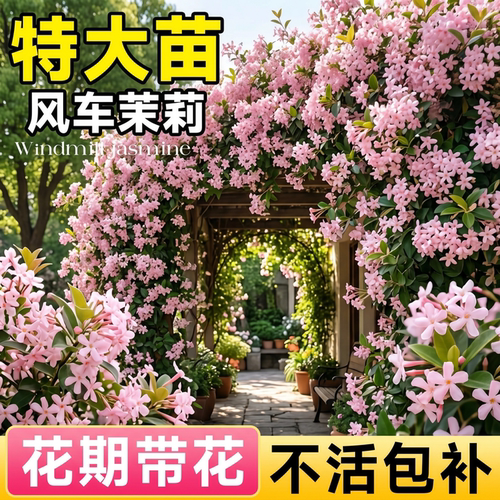粉色风车茉莉爬藤老桩四季好养