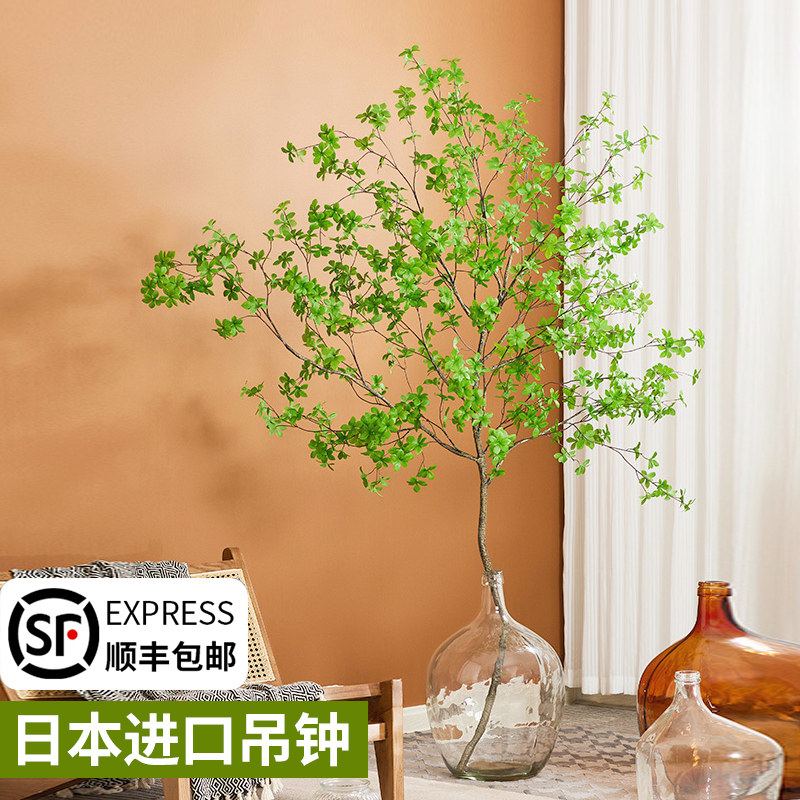 日本吊钟植物水养鲜切枝条室内客厅进口马醉木水培绿植活树盆栽花