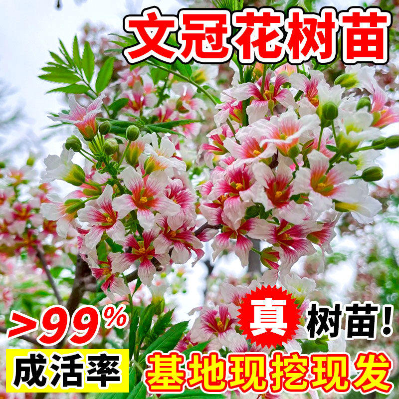 状元花大树苗文冠花树苗盆栽地栽庭院文冠果浓香型绿植花卉风景树