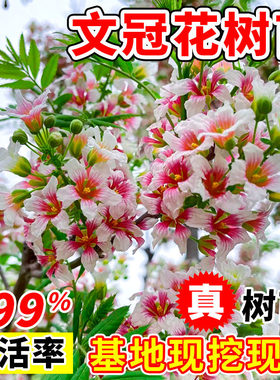 状元花大树苗文冠花树苗盆栽地栽庭院文冠果浓香型绿植花卉风景树