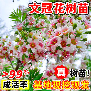 状元花大树苗文冠花树苗盆栽地栽庭院文冠果浓香型绿植花卉风景树