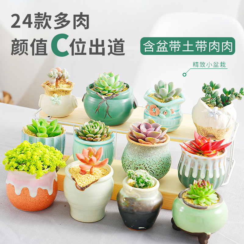 多肉植物花盆套装组合盆栽绿植花卉室内肉肉植物包邮特价清仓含盆