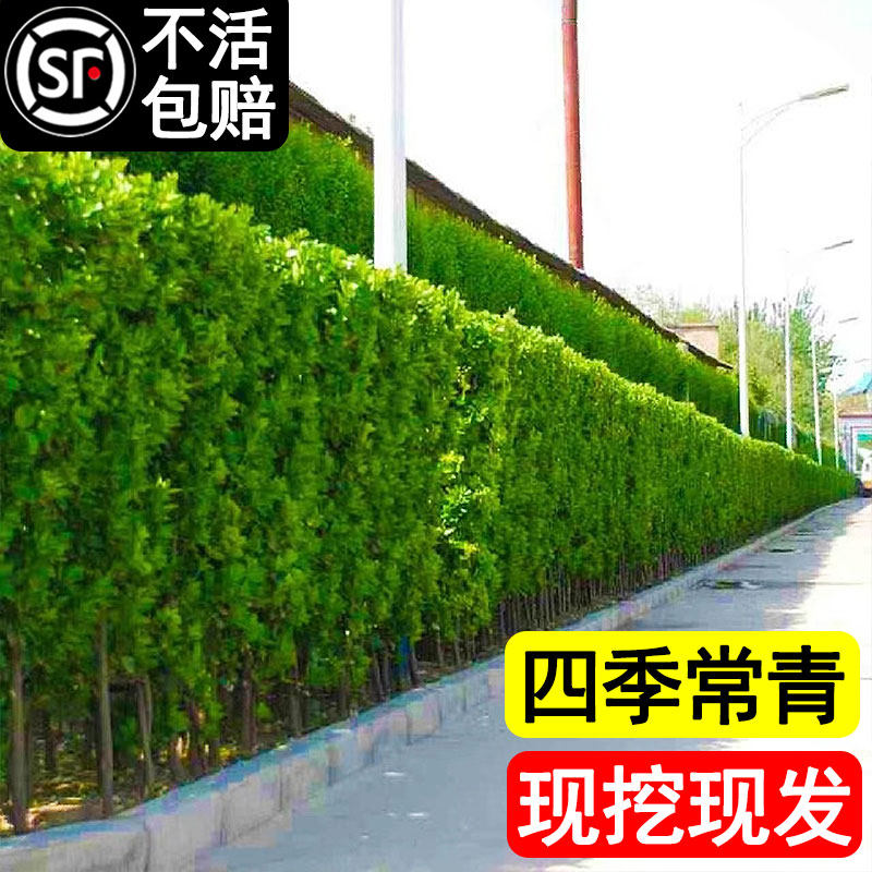 北海道冬青篱笆植物围栏围墙大叶树苗黄杨苗四季常青耐寒庭院绿植