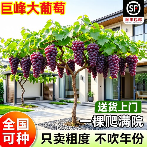 巨峰葡萄树果苗当年结果南北可种