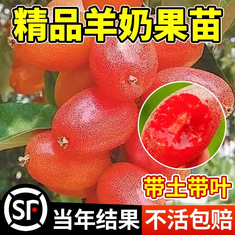 羊奶果特大甜果树苗南北方庭院图片