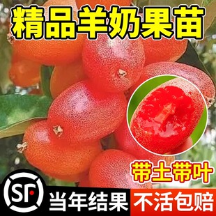 羊奶果苗嫁接盆栽特大德甜二号胡颓子杨奶果树甜果树苗南北方庭院