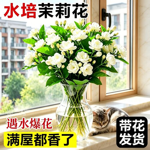 水培带苞茉莉花室内盆栽四季开