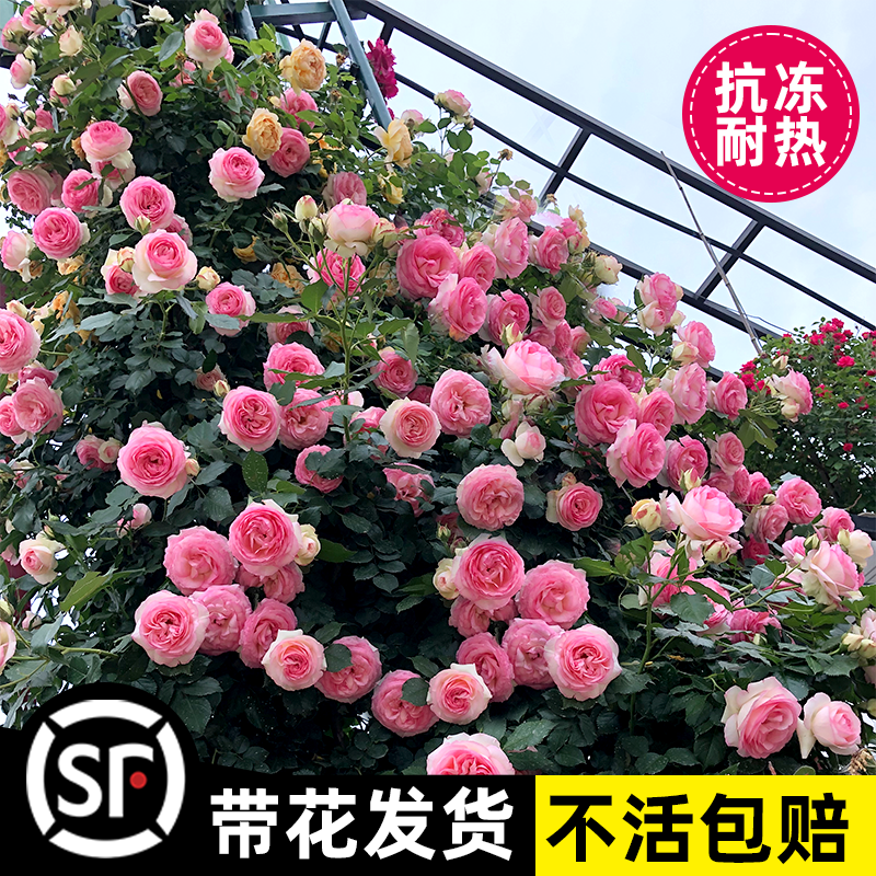 藤本月季花苗特大花浓香庭院植物室内花卉盆栽玫瑰爬藤蔷薇四季开 鲜花速递/花卉仿真/绿植园艺 时令草本花卉 原图主图