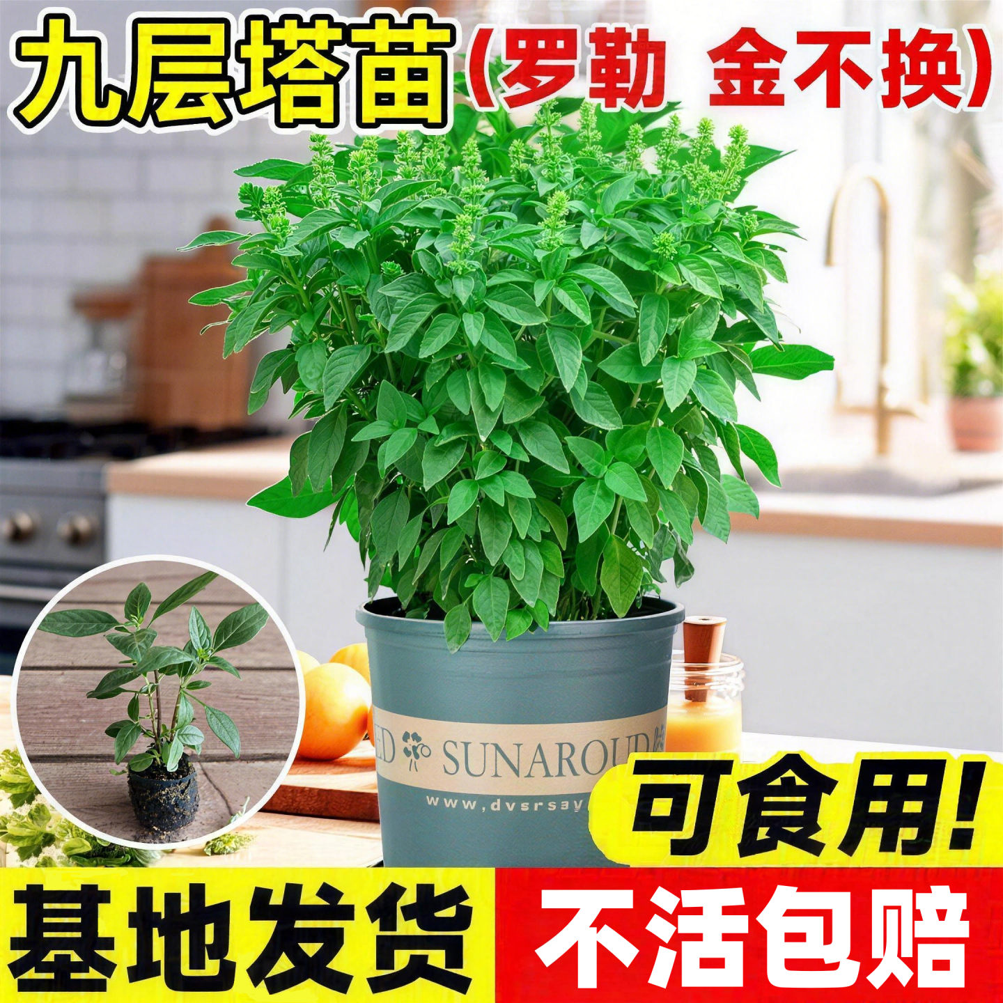 九层塔大叶甜罗勒苗秧带土绿紫食用香草阳台盆栽四季调味金不换籽