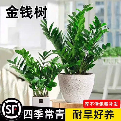 金钱树盆栽室内花卉好养绿植