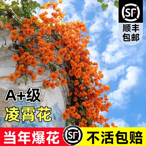 特大凌霄花老桩多季开花爬藤盆栽