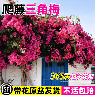 三角梅爬藤盆栽绿樱红樱老桩四季大庙带花苞重瓣庭院花卉植物易活