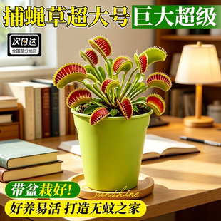 捕蝇草超大号巨大超级捕虫盆栽猪笼草室内桌面趣味绿植物懒人好养