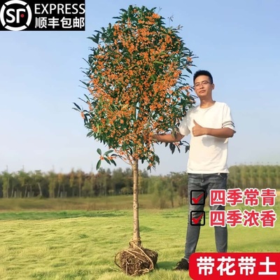 大型桂花树苗八月黄金桂丹桂庭院