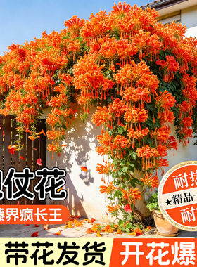 炮仗花爬藤植物鞭炮花苗四季开花老桩大苗全国可种阳台庭院凌霄花