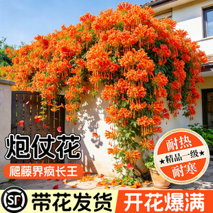 炮仗花爬藤植物鞭炮花苗四季开花老桩大苗全国可种阳台庭院凌霄花
