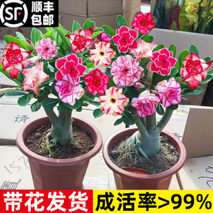 沙漠玫瑰植物盆栽室内客厅花卉四季 开花盆栽好养耐干耐旱重瓣绿植