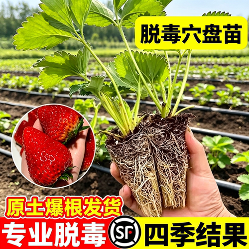 玄玉草莓苗四季结果南北可种