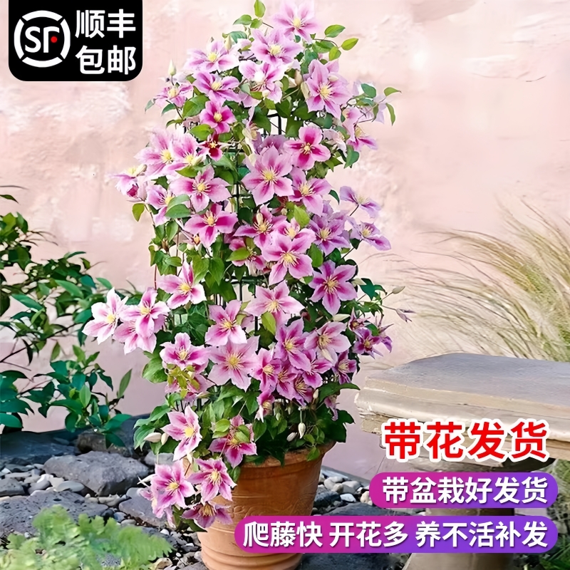 铁线莲盆栽大苗爬藤植物带花苞乌托邦银币円空庭院阳台四季开花卉