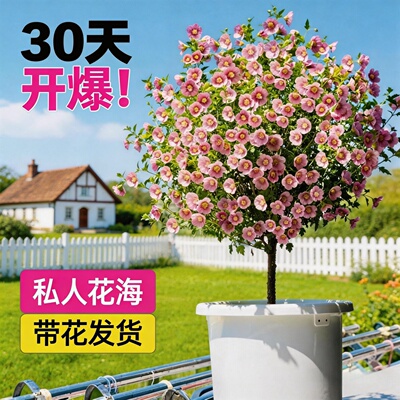 带花小木槿棒棒糖盆栽好养