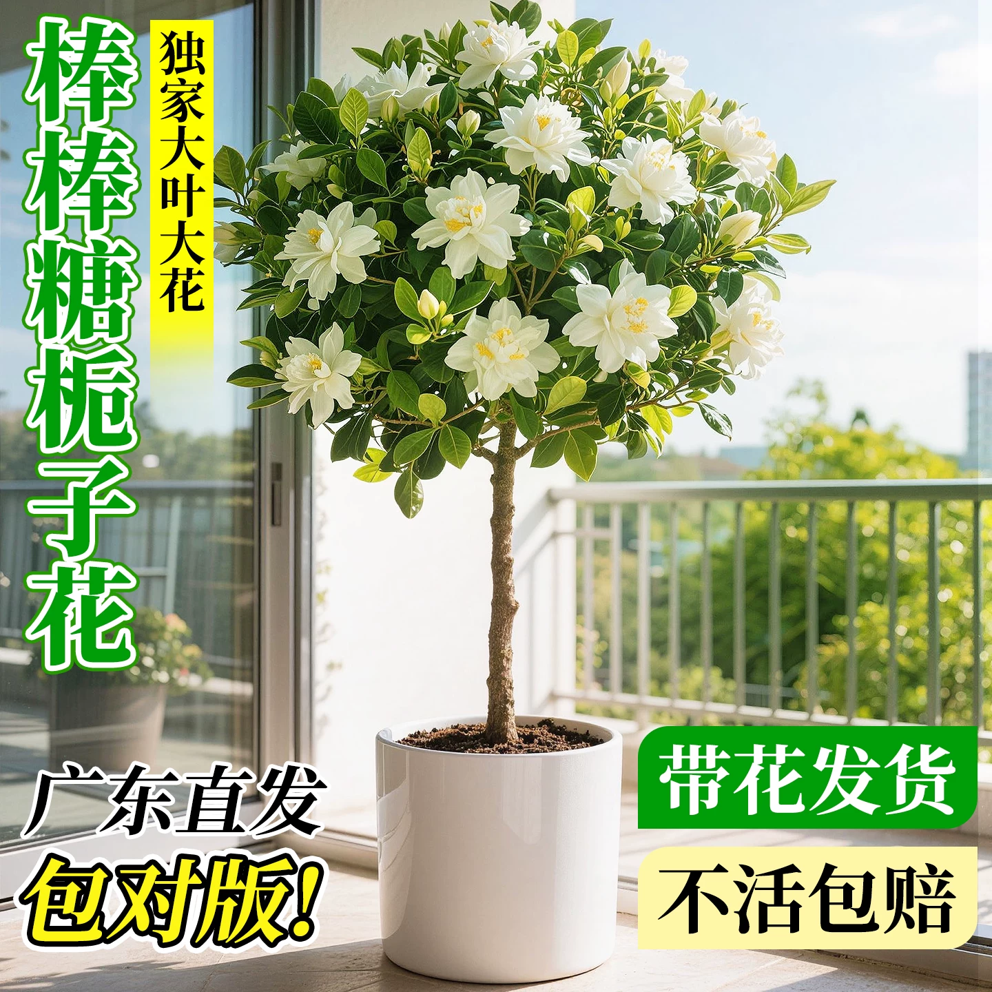 独杆栀子花盆栽四季开花老桩树苗带花苞浓香型枝枝花室外花卉绿植 - 实物图
