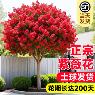 正宗红火球紫薇花树苗盆栽当年开花红花型庭院绿化观赏植物花卉