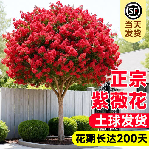 红火球紫薇花树苗盆栽当年开花