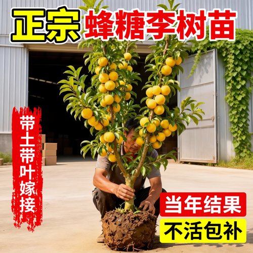 正宗嫁接李子树苗南北方可种植