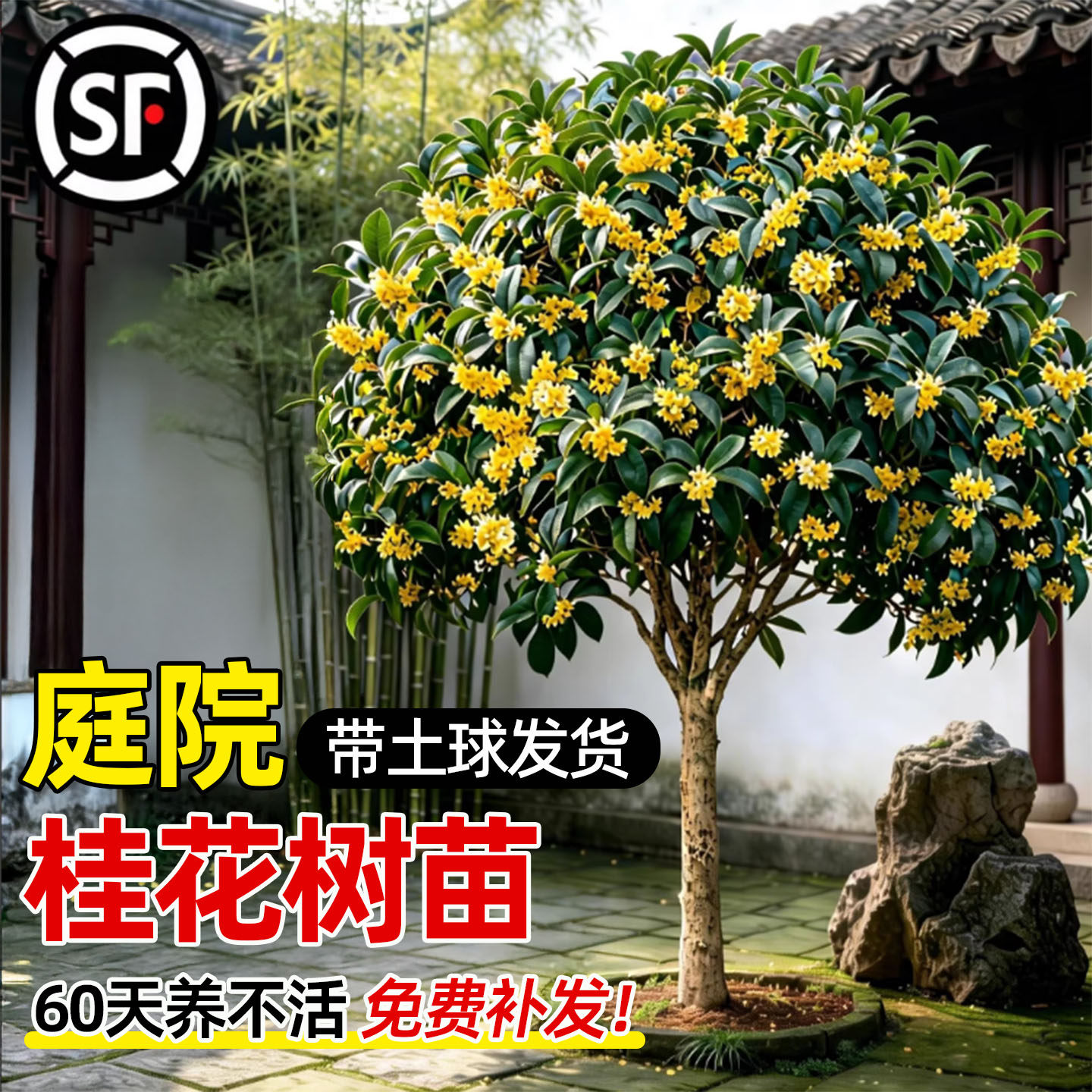 桂花树苗大树四季桂老桩庭院金桂八月桂室外种植别墅地栽花卉绿植