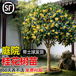桂花树苗大树四季桂老桩庭院金桂八月桂室外种植别墅地栽花卉绿植