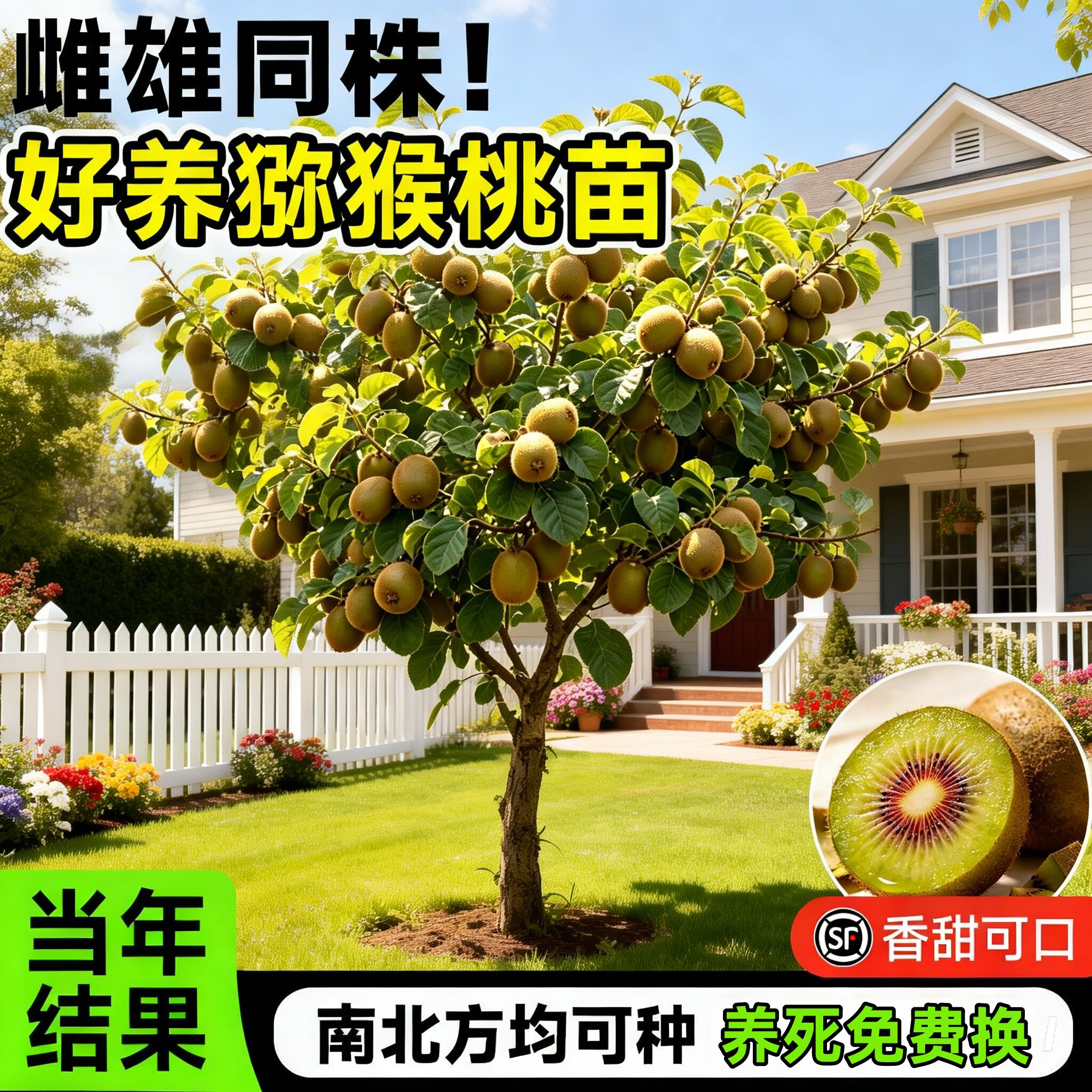 徐香红心猕猴桃树苗四季好养图片