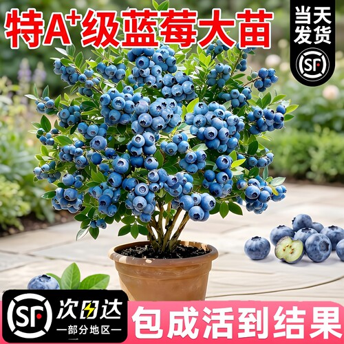蓝莓盆栽苗当年结果南北可种
