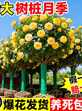 特大花浓香树桩月季棒棒糖盆栽