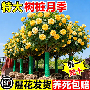 树桩月季棒棒糖特大花庭院阳台盆栽嫁接玫瑰花苗大花浓香树状月季